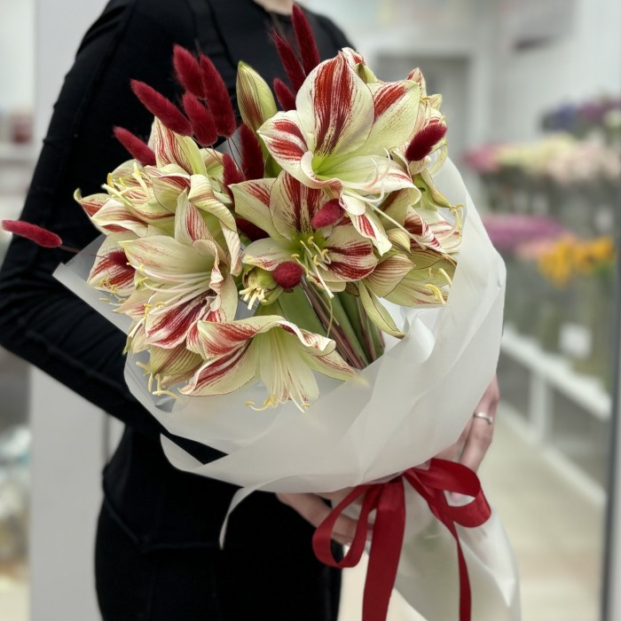 Букет из 5 амариллисов бело-красного цвета с лагурусом