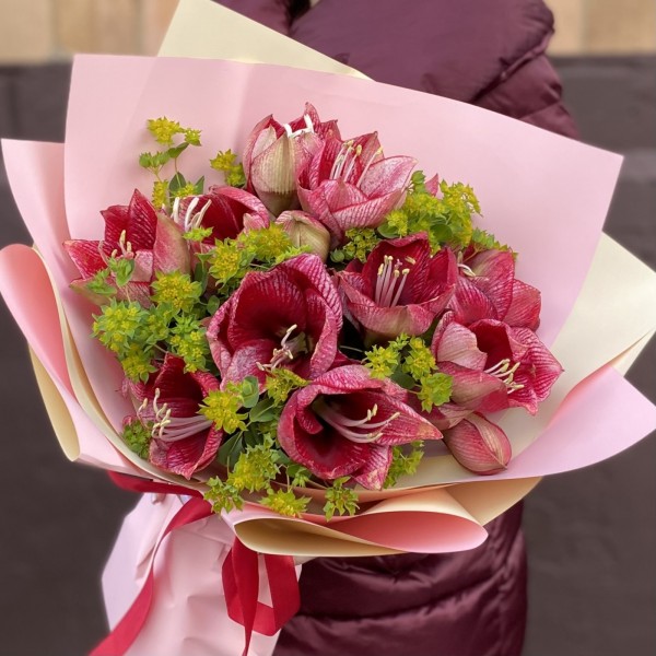 Букет из 7 красно-белых амариллисов с буплерумом