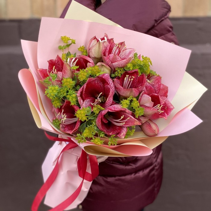 Букет из 7 красно-белых амариллисов с буплерумом