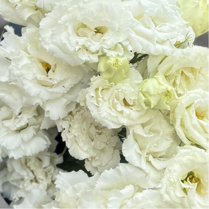 Букет из 7 махровых белых эустом