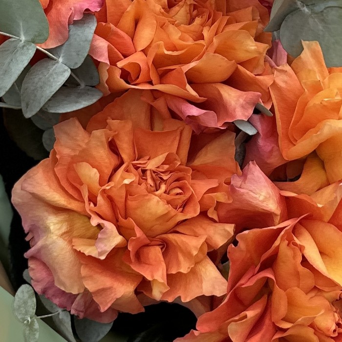 Букет из 7 пышных роз Фри Спирит с эвкалиптом