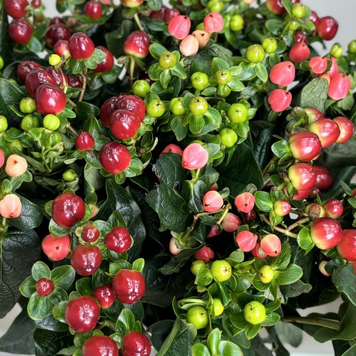 Букет из гиперикума Микс