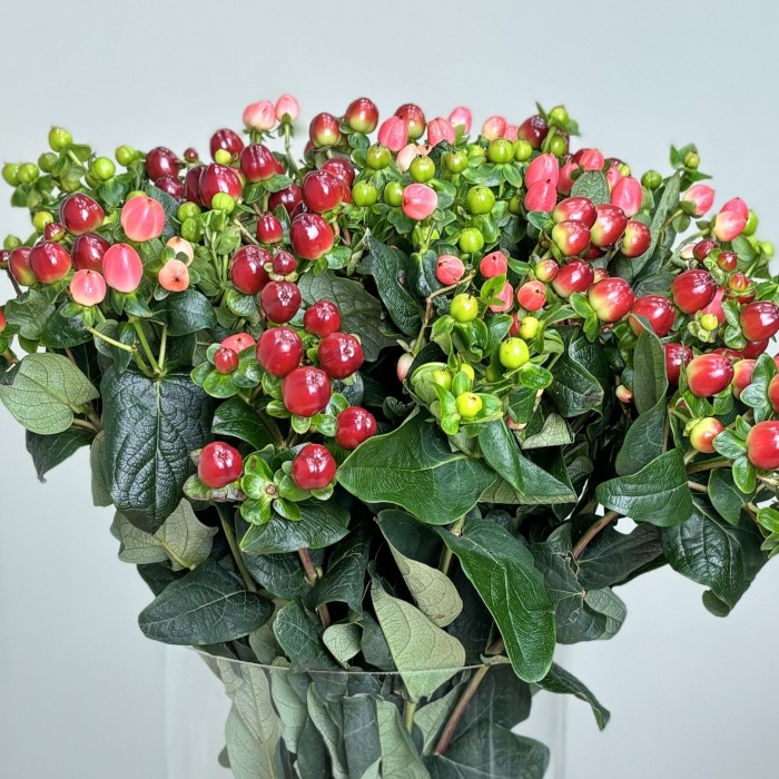 Букет из гиперикума Микс