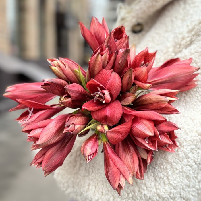 Букет невесты из красных амарилисов