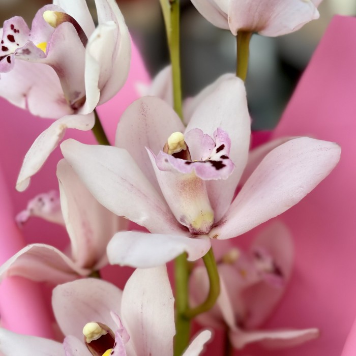Букет нежно-розовых орхидей
