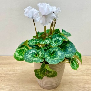 Цикламен белый махровый