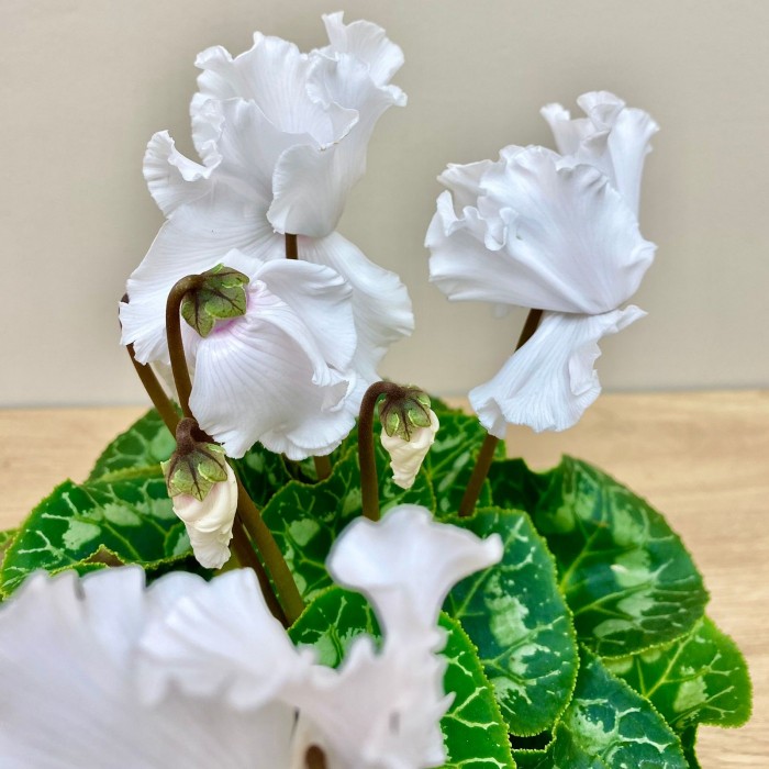 Цикламен белый махровый