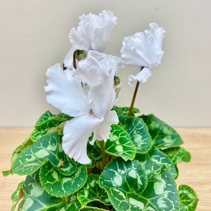 Цикламен белый махровый