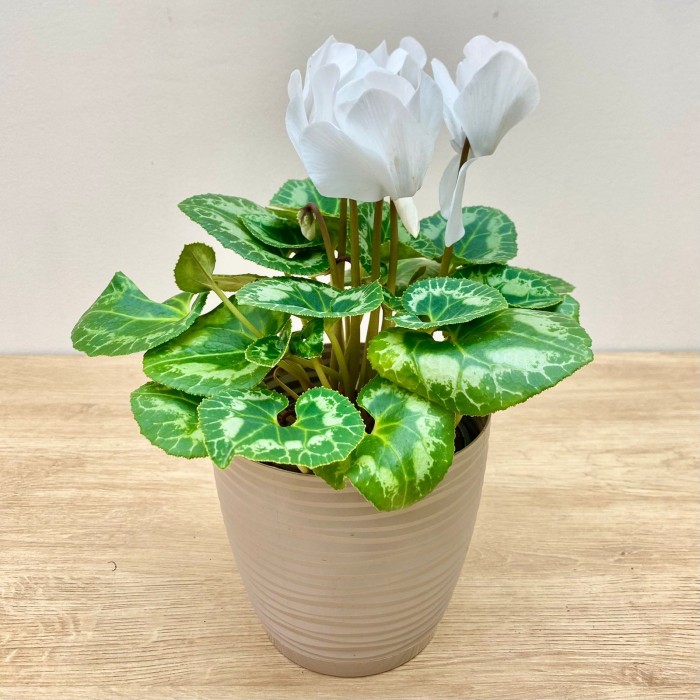 Цикламен белый