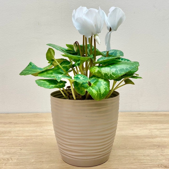 Цикламен белый