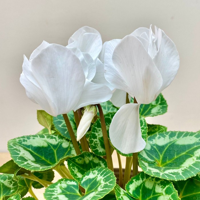 Цикламен белый