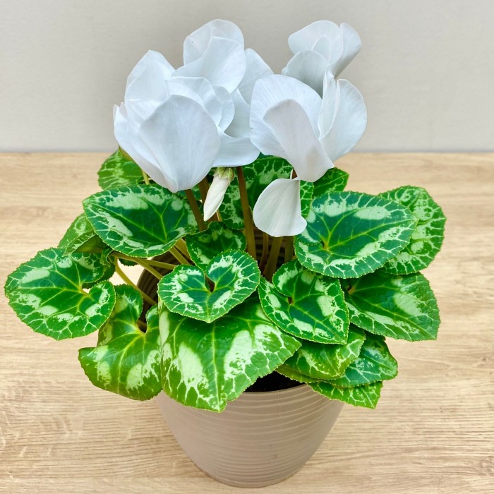 Цикламен белый