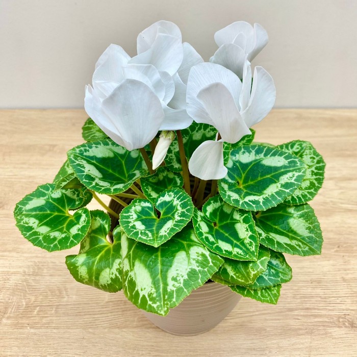 Цикламен белый