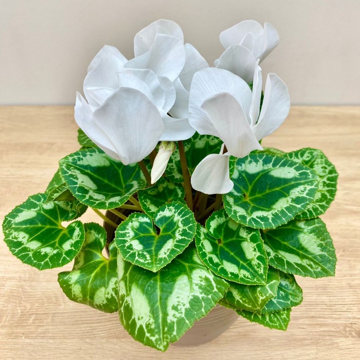 Цикламен белый