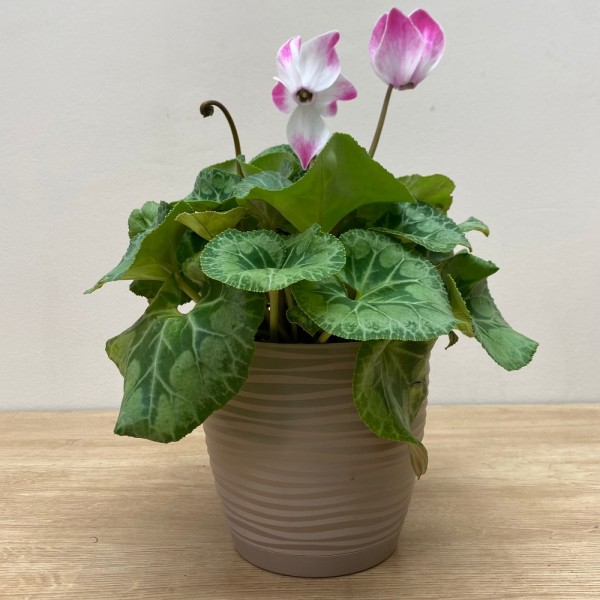 Цикламен малиновый с белой серединкой