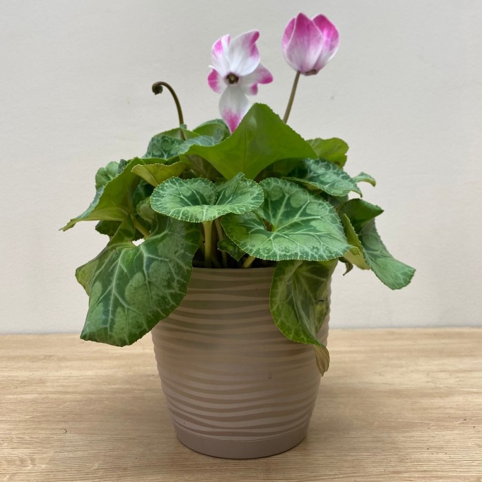 Цикламен малиновый с белой серединкой