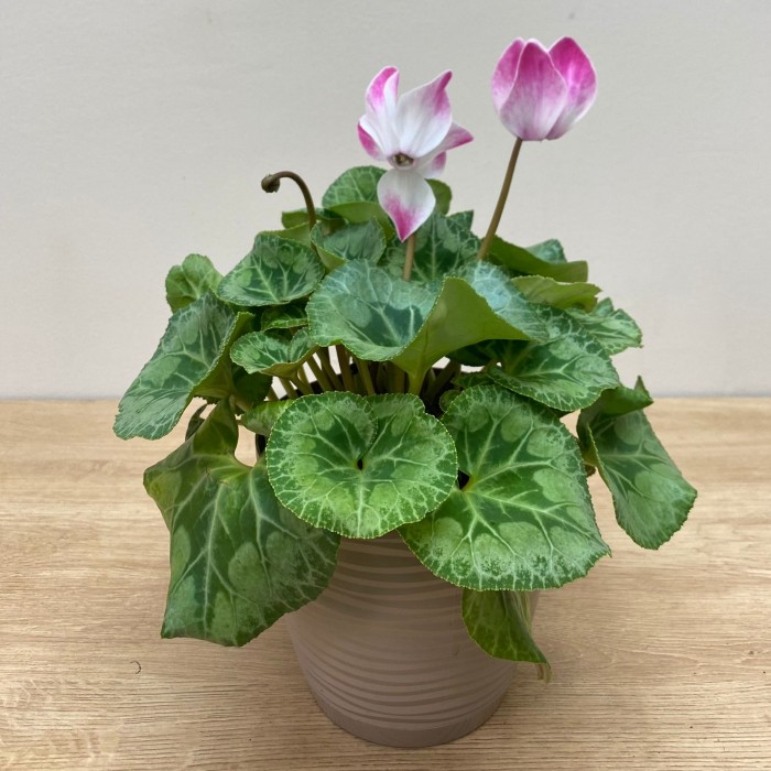 Цикламен малиновый с белой серединкой