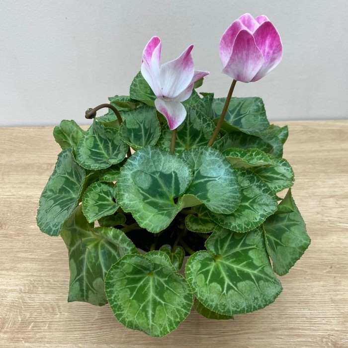 Цикламен малиновый с белой серединкой