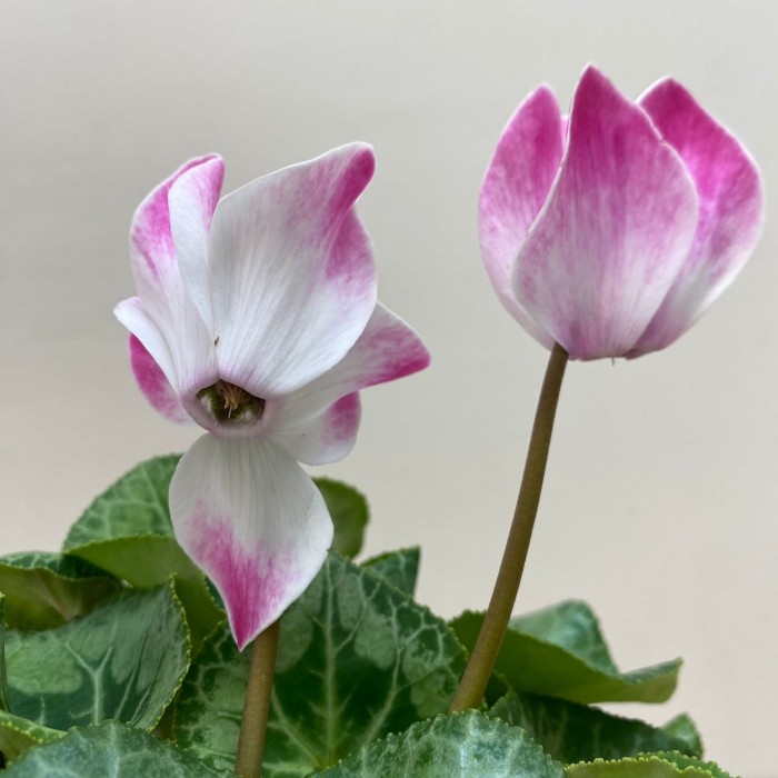 Цикламен малиновый с белой серединкой