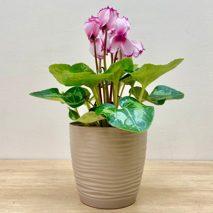 Цикламен розовый с малиновой волнистой каймой