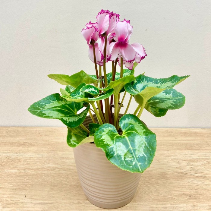 Цикламен розовый с малиновой волнистой каймой