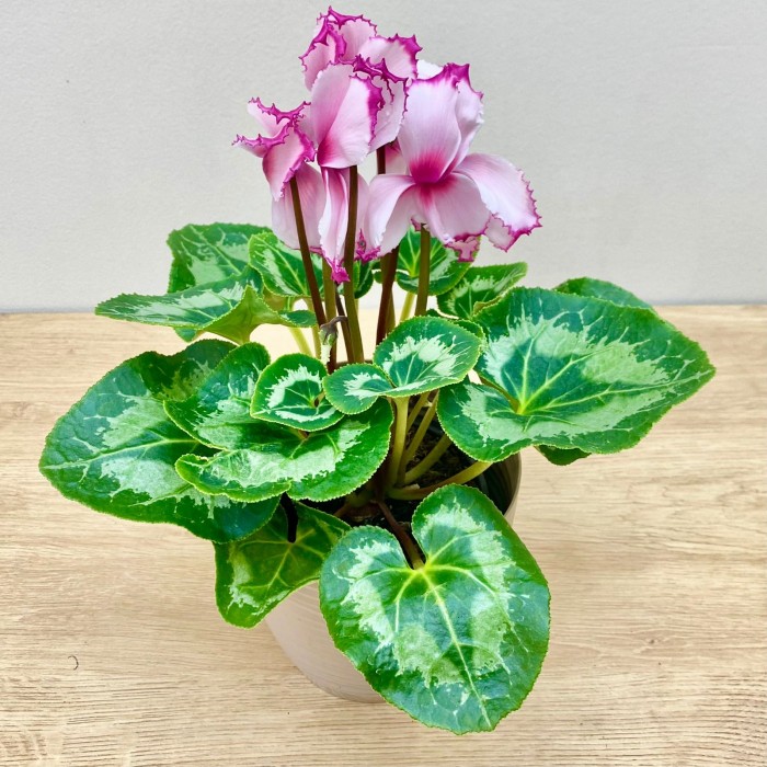 Цикламен розовый с малиновой волнистой каймой