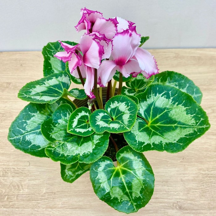 Цикламен розовый с малиновой волнистой каймой