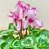 Цикламен розовый с малиновой волнистой каймой