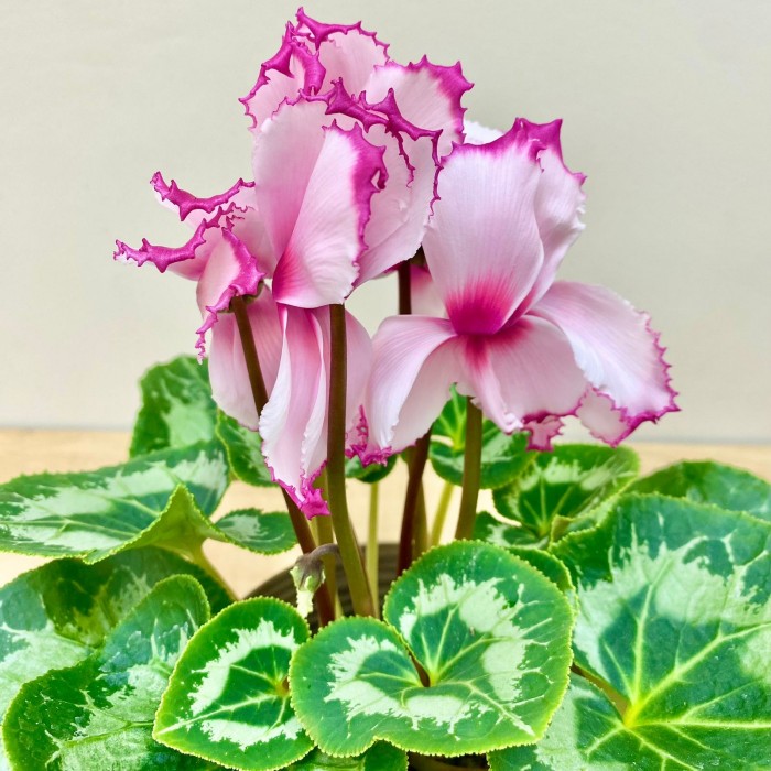 Цикламен розовый с малиновой волнистой каймой