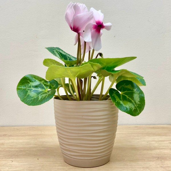 Цикламен розовый с малиновой серединкой