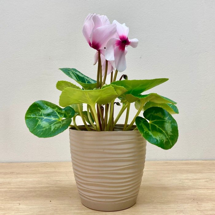 Цикламен розовый с малиновой серединкой