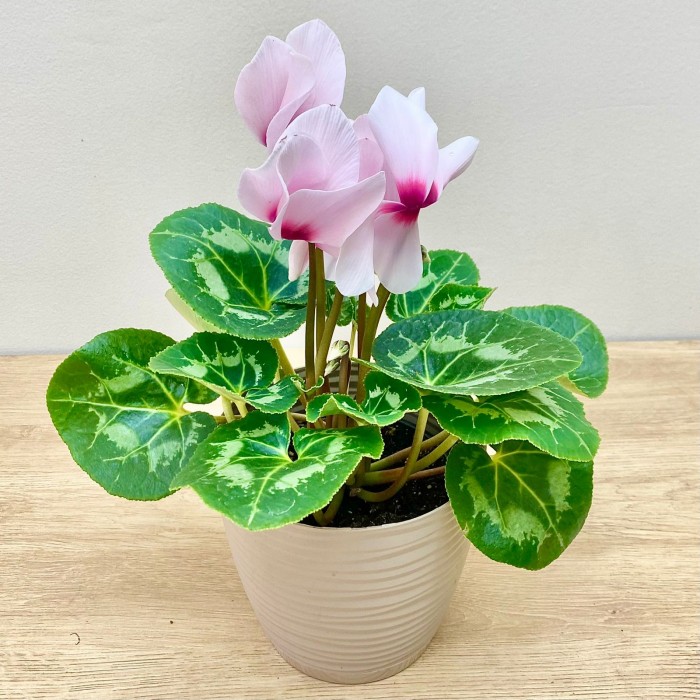 Цикламен розовый с малиновой серединкой