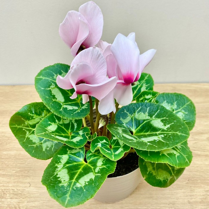 Цикламен розовый с малиновой серединкой