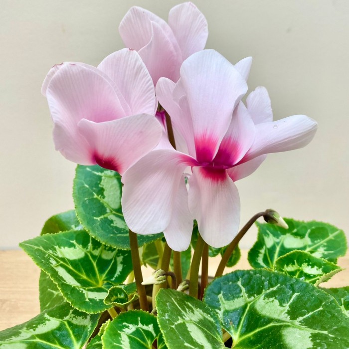 Цикламен розовый с малиновой серединкой