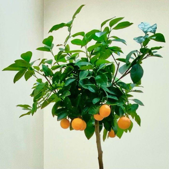 Цитрус каламондин