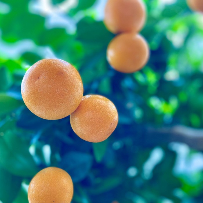 Цитрус каламондин