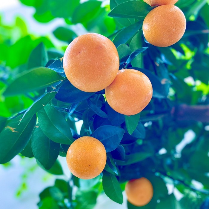 Цитрус каламондин