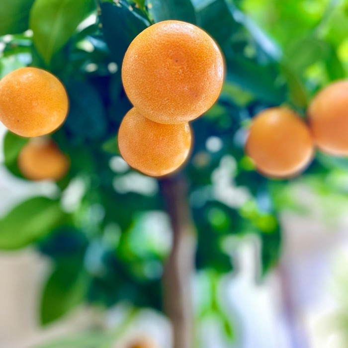 Цитрус каламондин