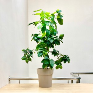 Цитрус лимон