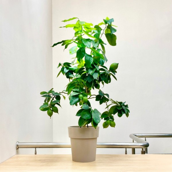 Цитрус лимон