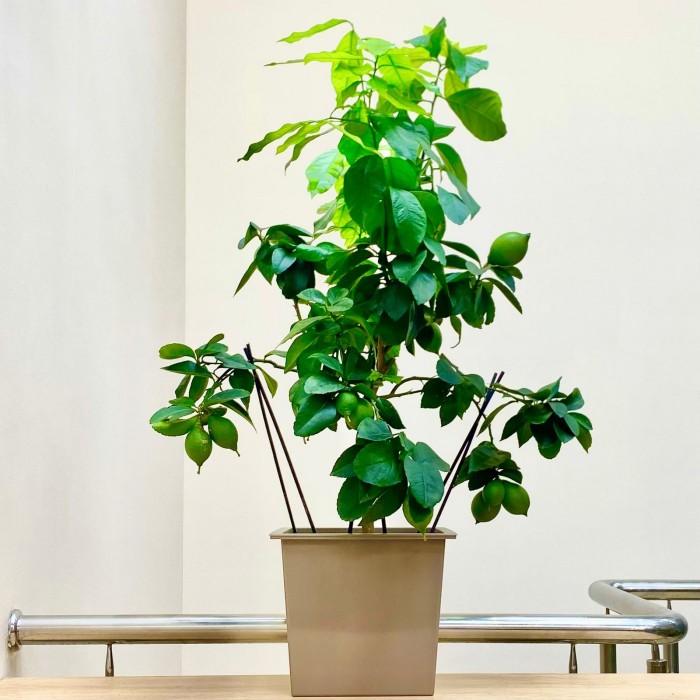 Цитрус лимон