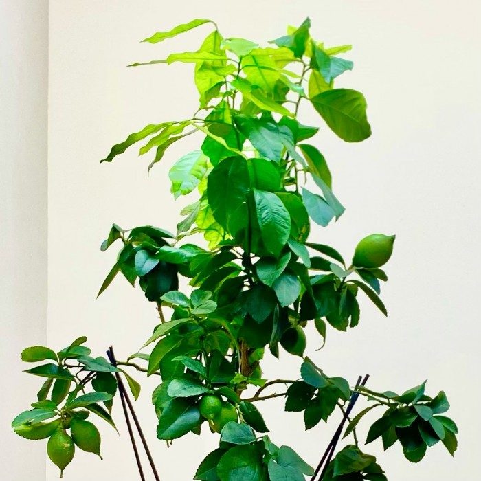 Цитрус лимон