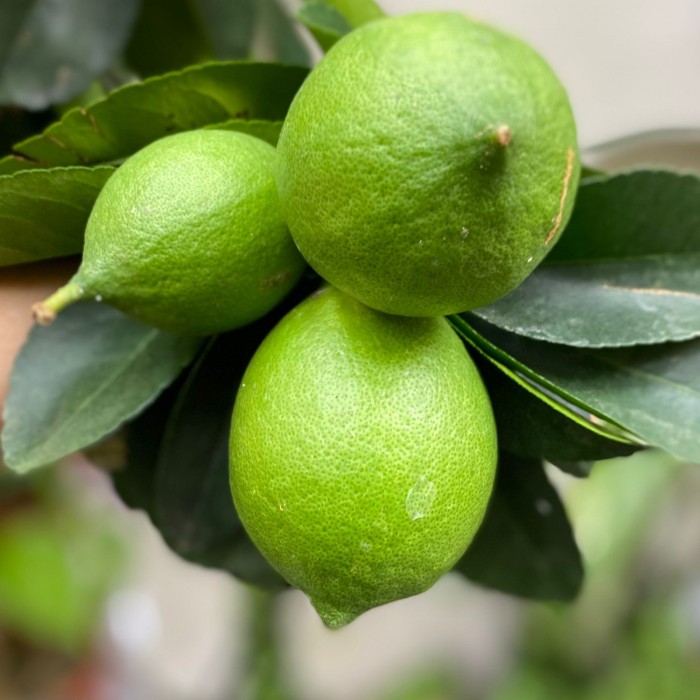 Цитрус лимон