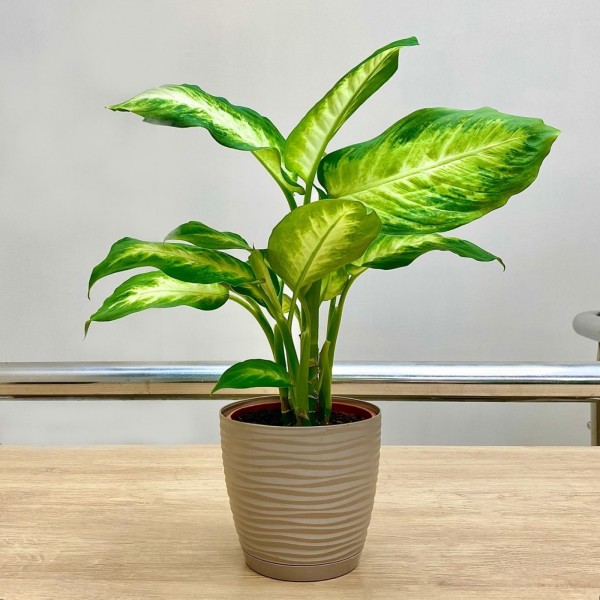 Диффенбахия