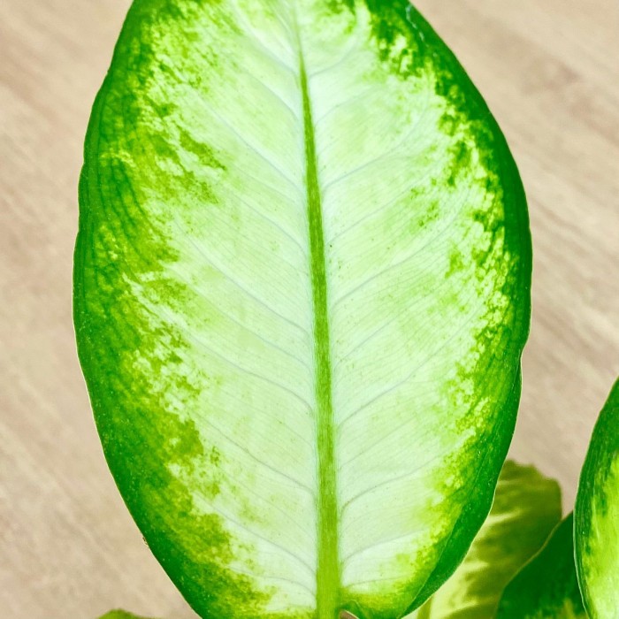 Диффенбахия