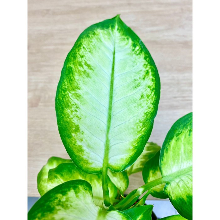 Диффенбахия