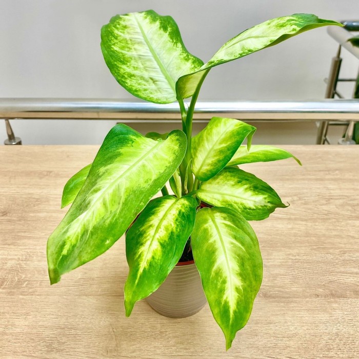 Диффенбахия