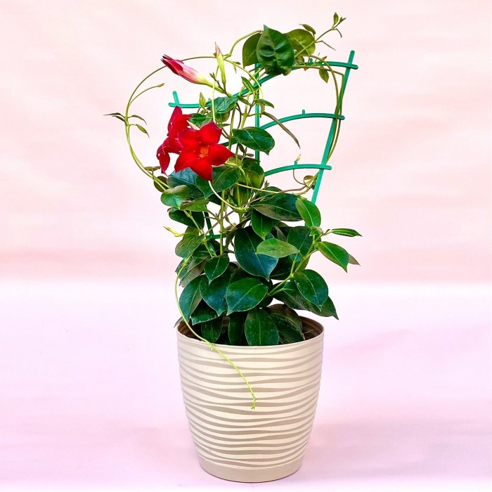 Дипладения