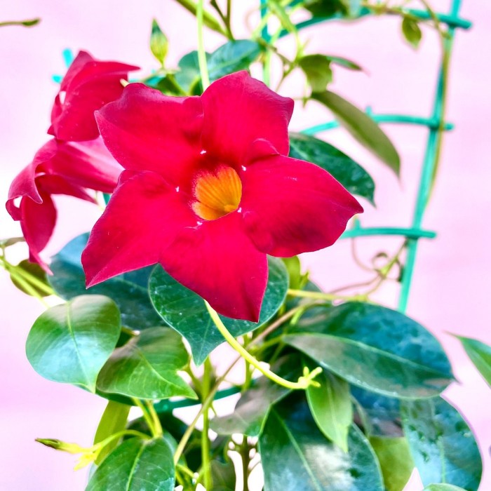 Дипладения