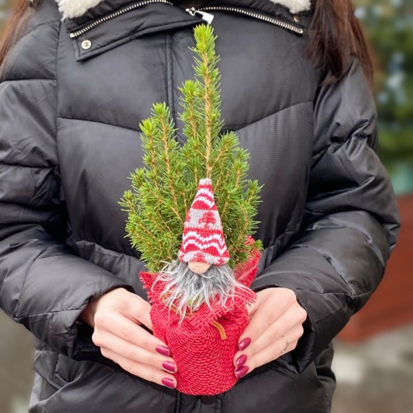 Ель Коника 30 см в мешковине с Сантой